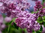 В Румынии отмечают "Праздник сирени"