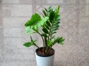 Квітам у вазонах потрібне підживлення