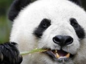 Ученые объяснили черно-белую окраску панд