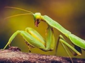 ТОП-10 невероятных фактов о богомолах: вы будете удивлены