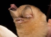 Одна из самых редких летучих мышей в мире обнаружена на Кубе