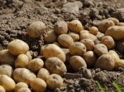 Лучшие сроки для посадки картофеля 2024