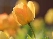 Коли в Україну прийде весняна спека