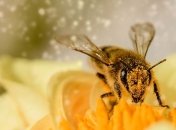 Пчелы обречены: ученым удалось выяснить, почему разрушаются пчелиные семьи