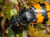 Самки жуков-могильщиков бывают "не в настроении"