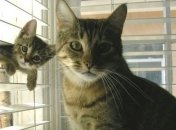 Ученые нашли разницу между котом и кошкой