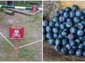 Збір чорниці коштував життя молодому чоловікові
