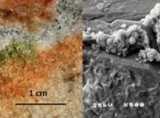 Антарктические грибы выжили в сложных климатических условиях