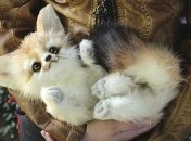 Девушка создает реалистичные куклы животных (Фото)