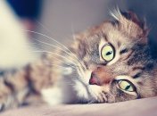 Случаи бешенства у котов удвоились за год