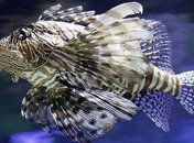 Хищных рыб крылаток назвали "терминаторами"