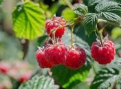 Чим підгодовувати малину у липні 2022 року