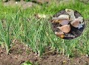 Ноябрь - время сажать чеснок на зиму