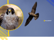 Під час піке сапсан розвиває швидкість понад 320 км/год