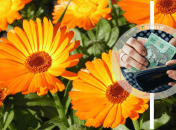 Заработок на цветах