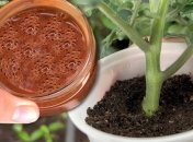 Відвар використовуйте для поливу розсади