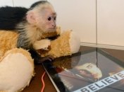Германия забрала у Бибера обезьяну