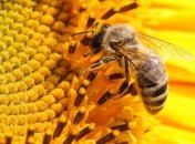 Ученые: популяция пчел может исчезнуть с лица Земли