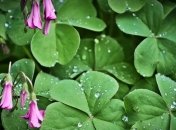 Прогноз погоды в Украине на 6 августа: дожди - на западе и юге