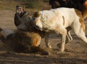 12 человек арестованы в США за проведение собачьих боев