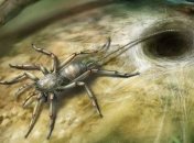 Китайские ученые обнаружили в янтаре древнюю паукообразную "химеру"