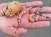 Чилийский пляж завален мертвыми креветками