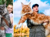 Столкнет с кровати и не заметит. ТОП-10 самых больших пород кошек