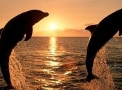 В Винницкой области неизвестные украли двух дельфинов