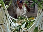 Молодые растения - полноценная альтернатива витаминам и БАДам