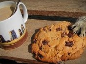 Забавные котики, которых застали врасплох