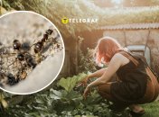 Как быстро избавиться от муравьев на огороде