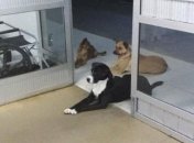 В Бразилии в больницу к бездомному пришли животные, которых он кормил