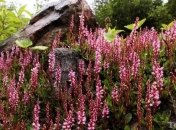 Аллергия опасна для сердца