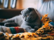 Какой сегодня праздник - День святого Михаила