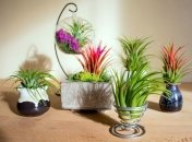 Тилландсии - чудесные цветы, предотвращающие плесень