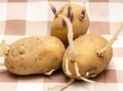 Картоплю рекомендується проростити