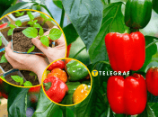 За розсадою слід уважно доглядати