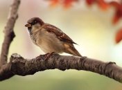 Ученые заметили у птиц способность различать теплые и холодные оттенки