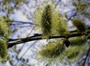 Тепло и дождливо: какие сюрпризы готовит погода 