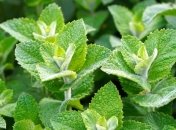 Мята: положительное влияние на работу мозга