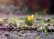 Прогноз погоды на 11 апреля: синоптики обещают потепление до +20