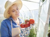 Пасынкование ускоряет время созревания плодов томатов