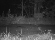 Чудеса природы: найдено уникальное животное, считавшееся вымершим