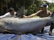 Рыба улучшает работу мозга