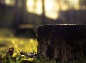 Мир без деревьев: что может произойти