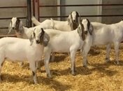 "Технология реальна и ее можно использовать": генетически измененные животные могут стать "суррогатными отцами"