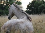 Природа полна тайн и причуд: ТОП 10 удивительных странностей природы (Фото)