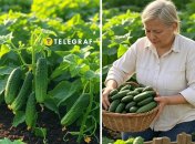 Як врятувати огірки від хвороб та гнилі