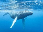 Ученые опровергли эволюционную гипотезу Дарвина