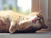 Котик подскажет ответы